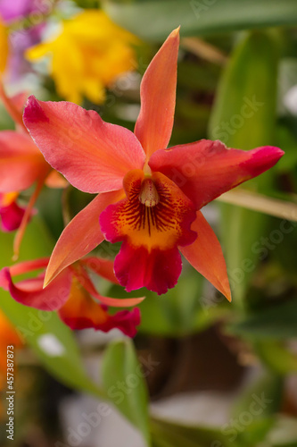 L. Anceps x C. Aurantiaca flower with center focus and rest of image blurred  © Roberto