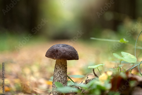 Small boletus edulis mushroom grows in autumn forest