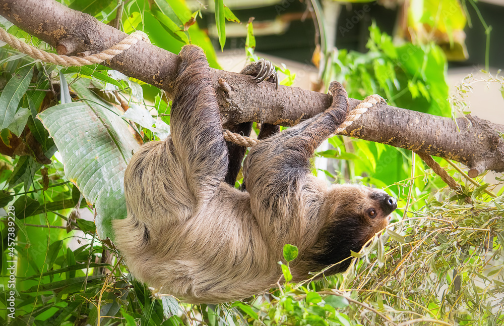Fototapeta premium Three-toed sloth climbing on the leafy tree