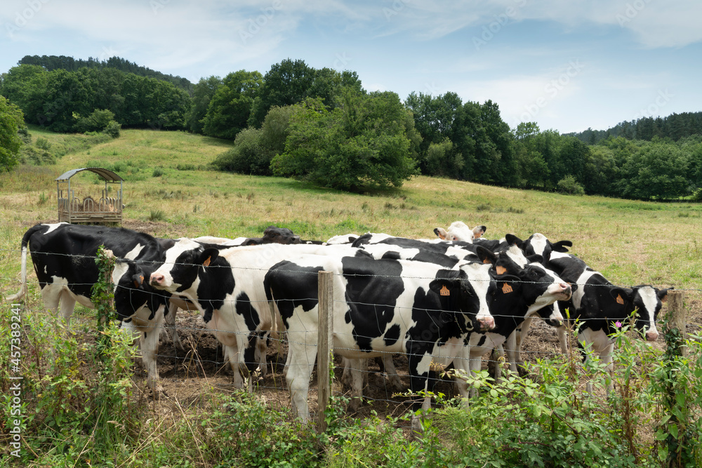 Scenic view of hard of cows in Basque mountains, Spain.