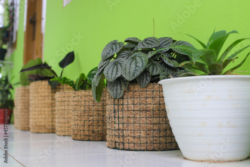 Peperomia Caperata Lilian houseplant on rustic pot made from coconut fabric in the backyard. Home gardening concept, Minimalist houseplant for home decor photo
