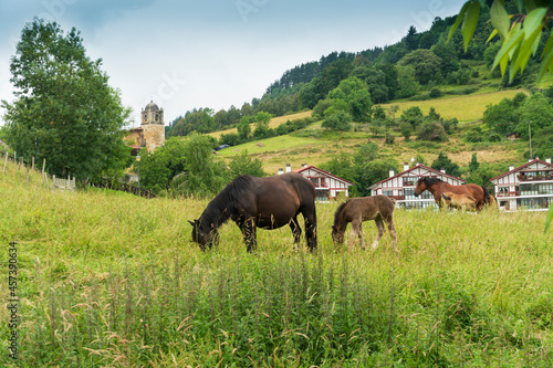 Garai is an elizate, town and municipality located in the province of Biscay, in the Basque Country, Spain. Horses in meadow. photo