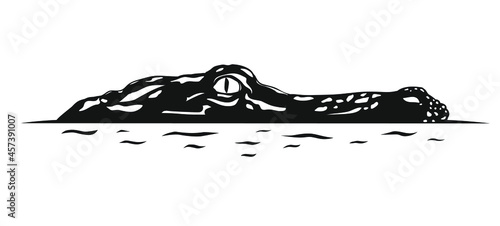 Alligator isolated on white. Vector illustration.