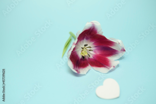 Tulip flower isolated on turquoise background