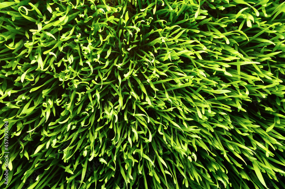 Fototapeta premium coloured background