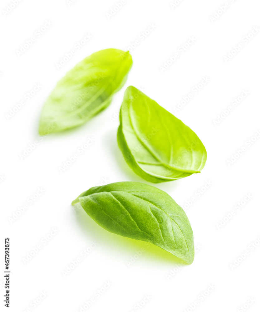 Fototapeta premium Fresh green basil leaves.