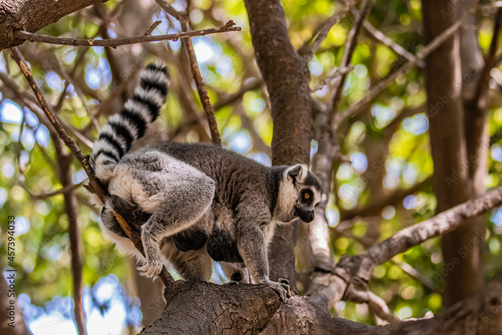 Fototapeta premium ring tailed lemur sitting on a tree