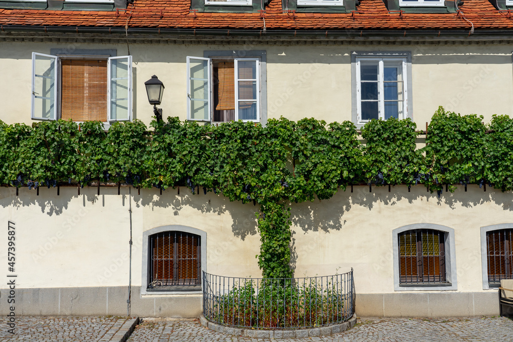 nice building exterior with grapes in Lent district Maribor Szlovenia