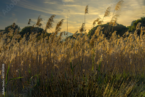 Cañas mecidas por el viento en colores dorados al atardecer en el delta del Llobregat