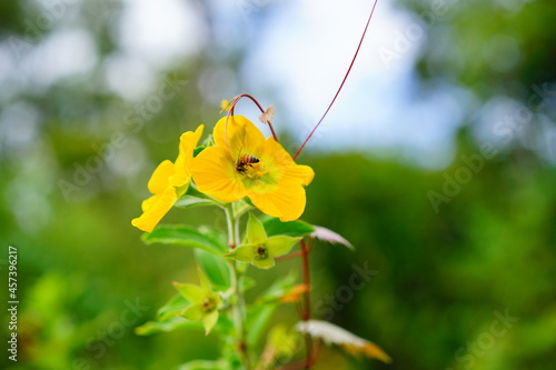 close up of yellow ludwigia octovalvis flower and bee photo