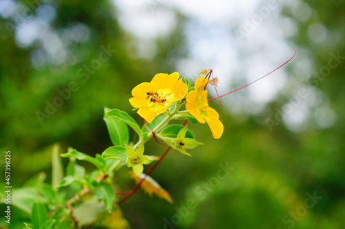 close up of yellow ludwigia octovalvis flower and bee photo