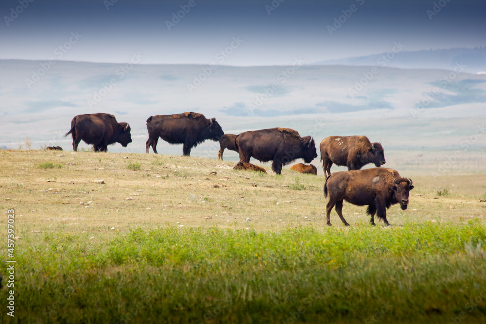 A herd of buffalo crossing a paddock in Alberta Canada A herd of buffalo crossing a paddock in Alberta Canada