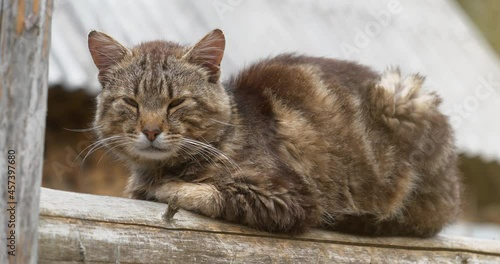 Sleepy cat sits on the fence. Cinema 4K 60fps video photo