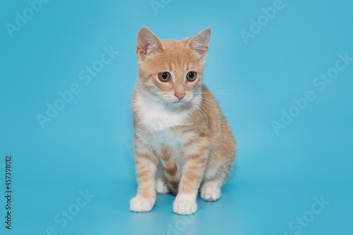 Small mongrel kitten of red color © Okssi