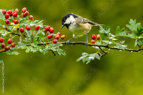 Canvas Print A wet Coal Tit