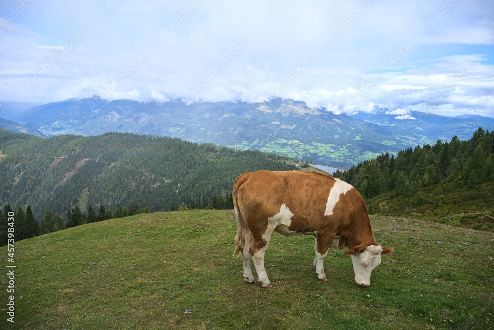cows on pasture in Goldeck hiking area