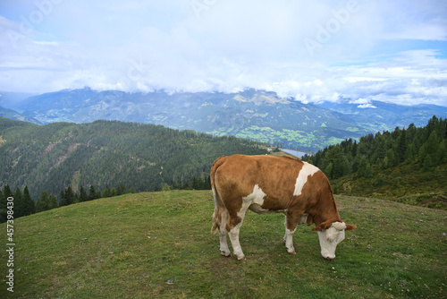 cows on pasture in Goldeck hiking area © jindrich
