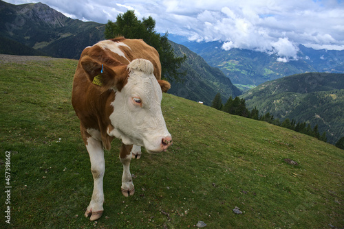 cows on pasture in Goldeck hiking area photo