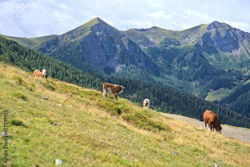 cows on pasture in Goldeck hiking area