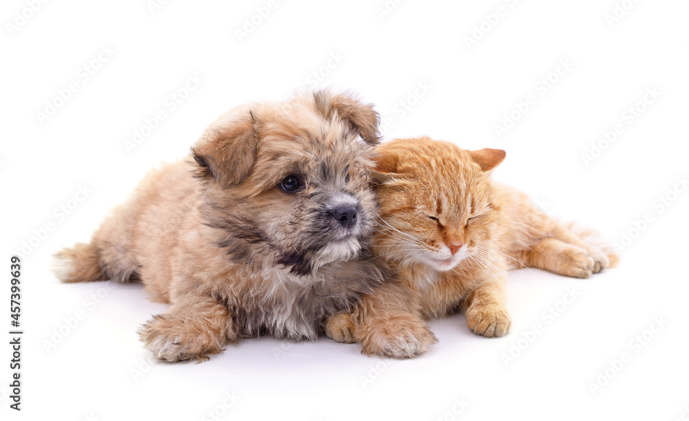Kitten and puppy.