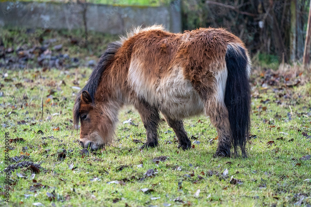 Little brown shetland pony standing in a field Little brown shetland pony standing in a field