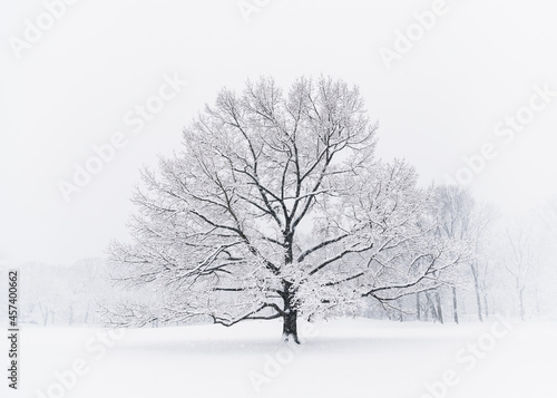 Leafless tree on snowy day