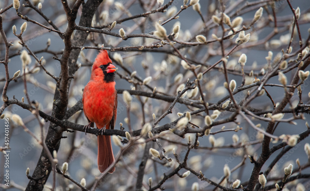 Red cardinal bird perched on tree covered in flower buds in spring. Red cardinal bird perched on tree covered in flower buds in spring.
