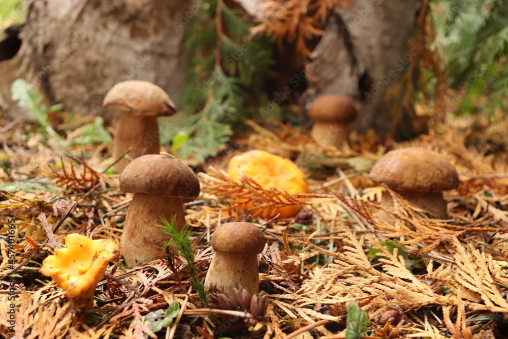 mushrooms in the forest mushrooms in the forest