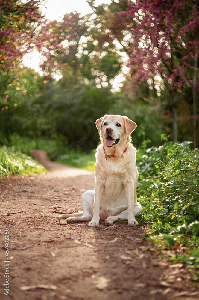 Elderly labrador retriever in a spring park. Elderly labrador retriever in a spring park.