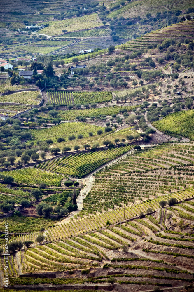 Terraced vineyards and landscape of the Douro Valley, Portugal