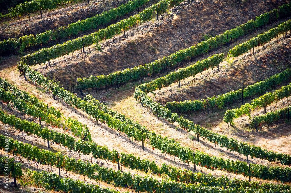 Terraced vineyards and landscape of the Douro Valley, Portugal