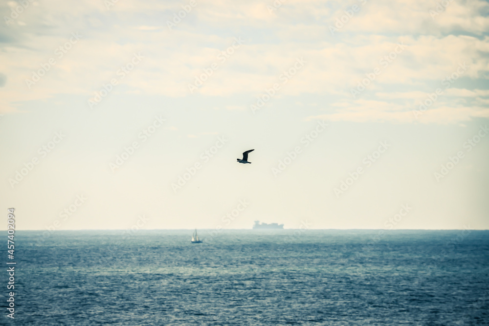 Landscape of the sea: a seagull flying in the sky, ships in the sea