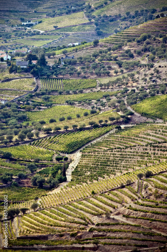 Terraced vineyards and landscape of the Douro Valley, Portugal © Cavan