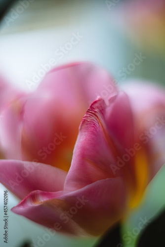 pink tulip petal macro photo