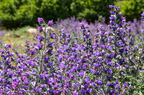 Piante di Genziana in Abruzzo