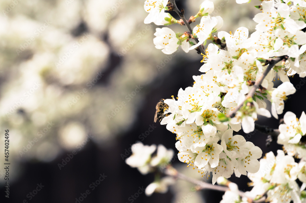 Obraz premium A bee on white cherry blossoms on dark background