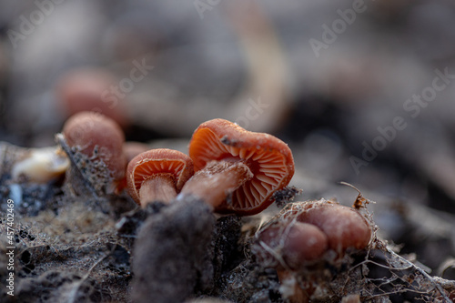 tiny young Tubaria furfuracea mushrooms in spring forest