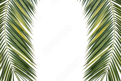 two tropical green palm leaves isolated on white background