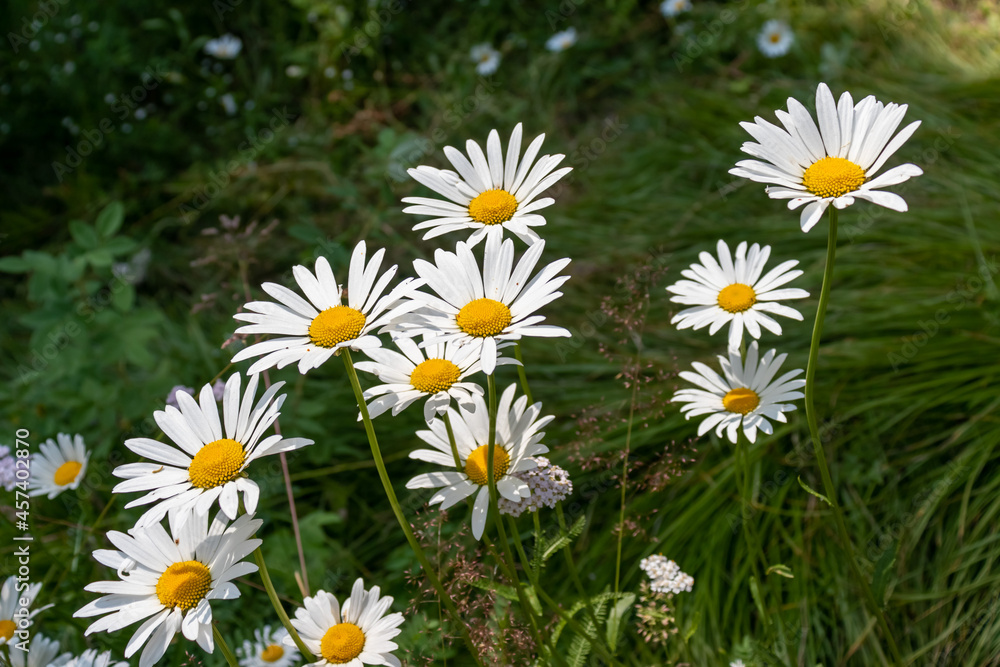 chamomile flowers close-up chamomile flowers close-up
