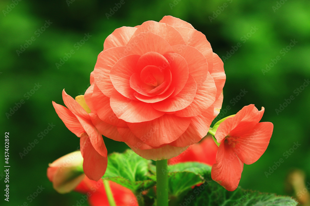 beautiful view of blooming Begonia flowers,close-up of orange flowers blooming in the garden 
