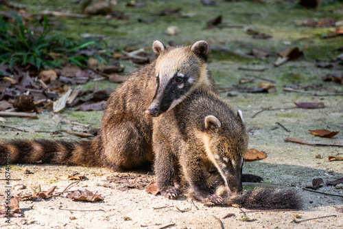 Couple of mother racoon with pup on Tijuca Park rainforest ground photo