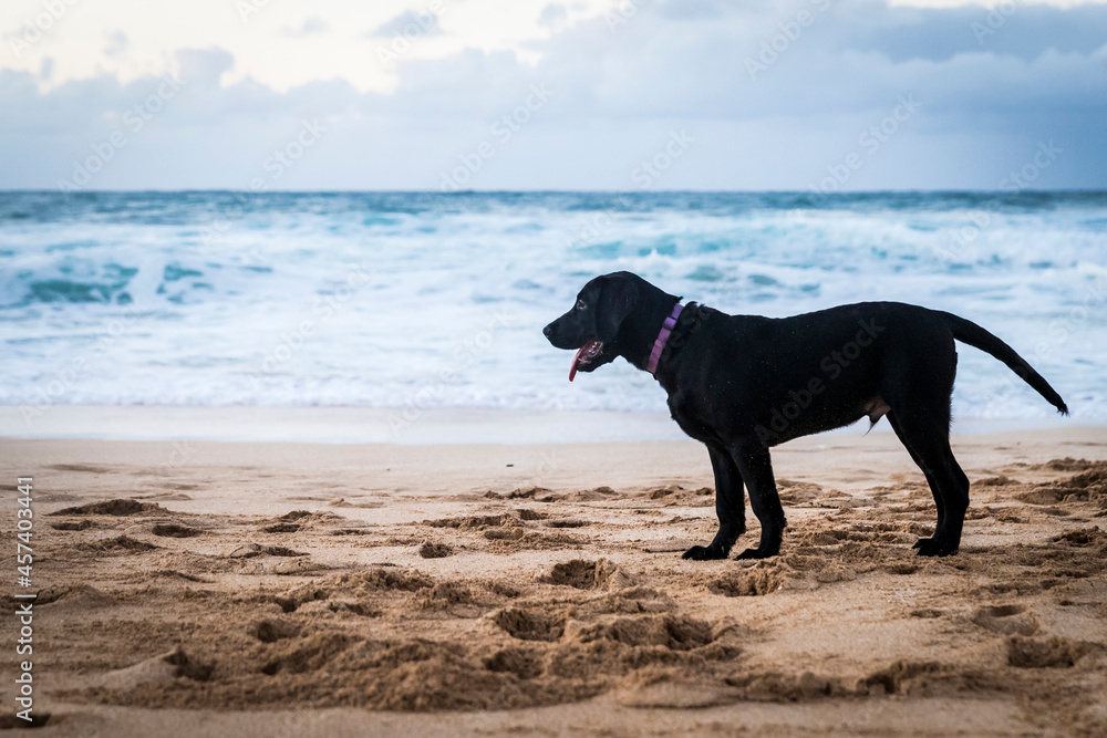 Big brown mature dog standing on a beach in Hawaii
