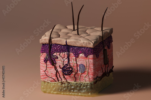 Integumentary system, an image of the skin, epidermis, dermis and adipose tissue, including veins, sweat glands, Pacinian corpuscle, nerves and hairs. photo