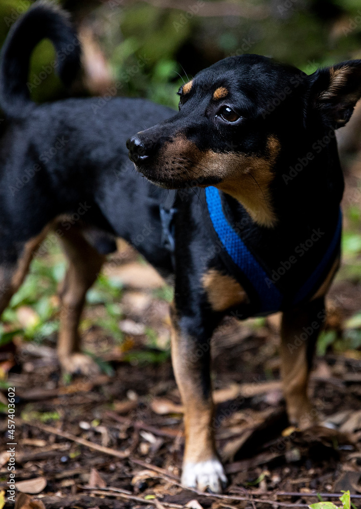 Darling puppy with a shiny coat standing on elegantly in the forest Darling puppy with a shiny coat standing on elegantly in the forest