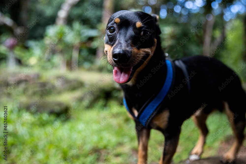 Cheery puppy happily awaiting a leisurely stroll on a sunny day Cheery puppy happily awaiting a leisurely stroll on a sunny day
