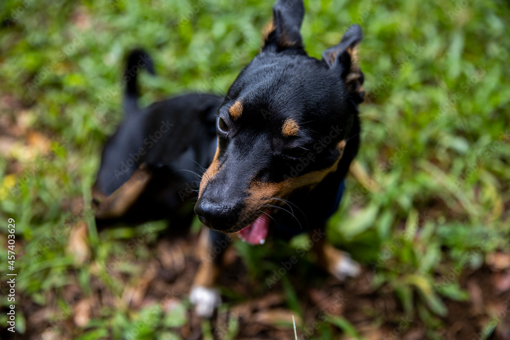 Quirky dog making a silly face while on his daily afternoon playtime