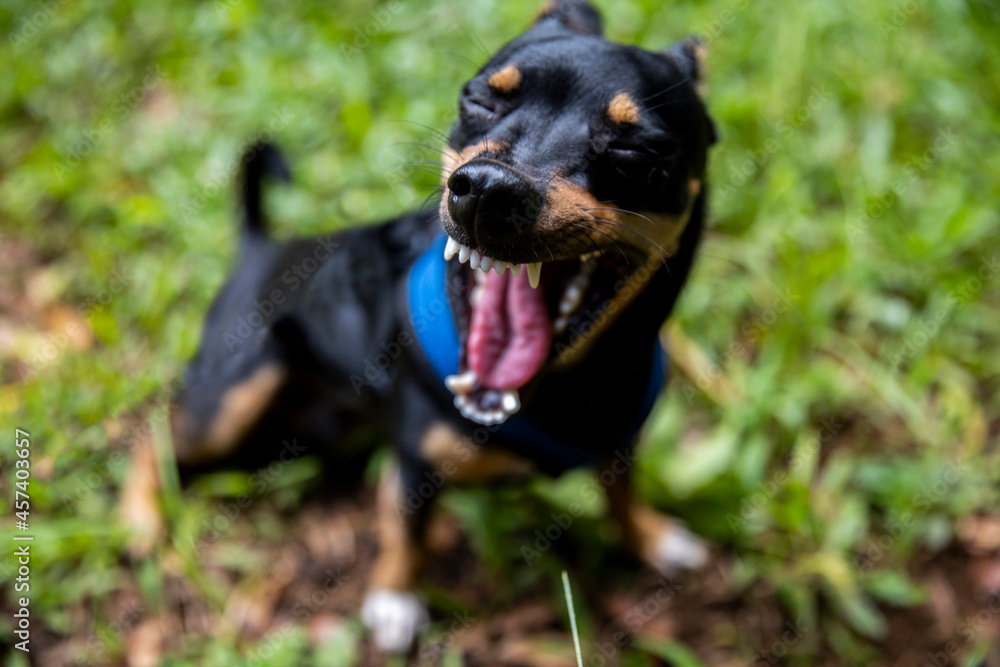 A small canine with sharp teeth yawning and exposing his tongue