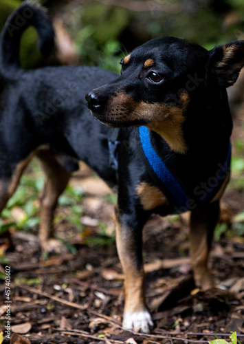 Darling puppy with a shiny coat standing on elegantly in the forest © Cavan