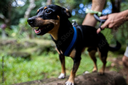 Curious puppy looking around a serene hiking trail in O'ahu