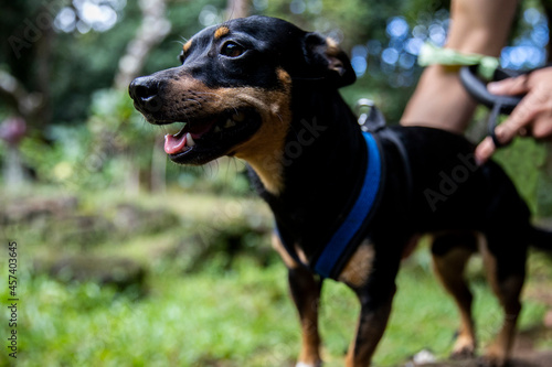 Grinning dog getting a leash hooked to his harness before a stroll © Cavan